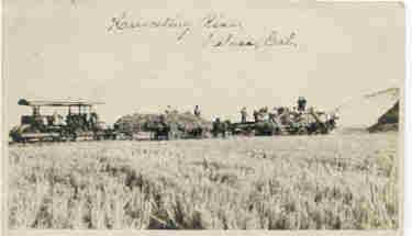 Postcard of Harvesting Rice